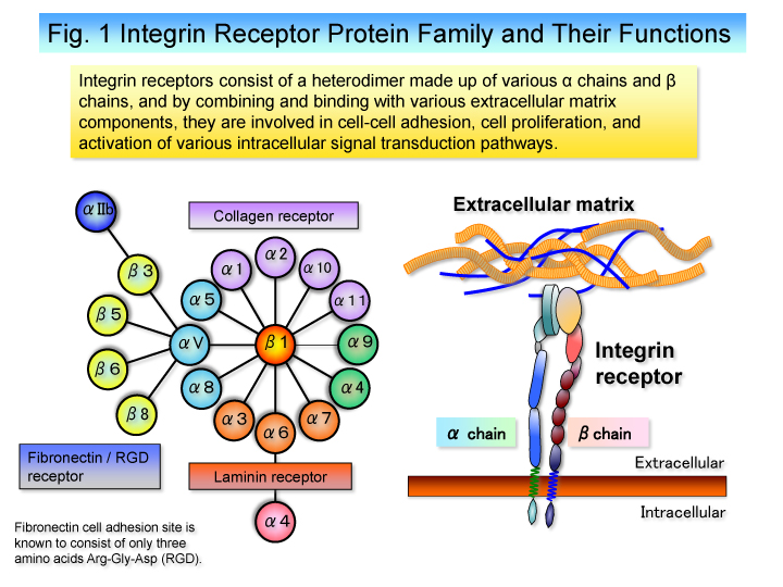 Fig. 1 Integrin Receptor Protein Family and Their Functions